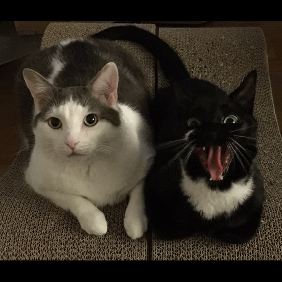 Meet your Posher, Katie - Picture 2 of 5